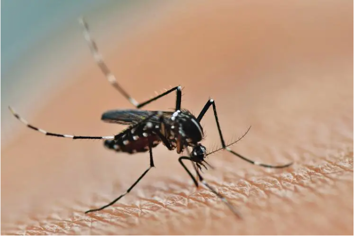 các căn bệnh nguy hiểm do muỗi gây ra