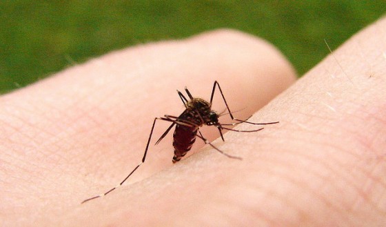 Các loại muỗi truyền bệnh