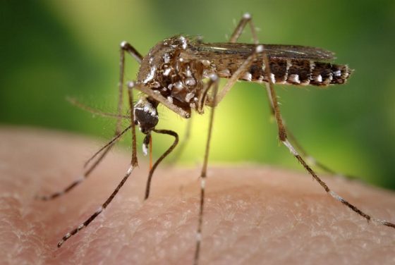 diệt muỗi bằng phương pháp biến đổi gen