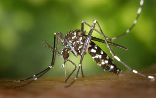 đuổi muỗi bằng phương pháp hóa học và sinh học