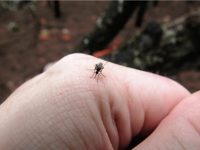 Muỗi phát hiện con mồi như thế nào
