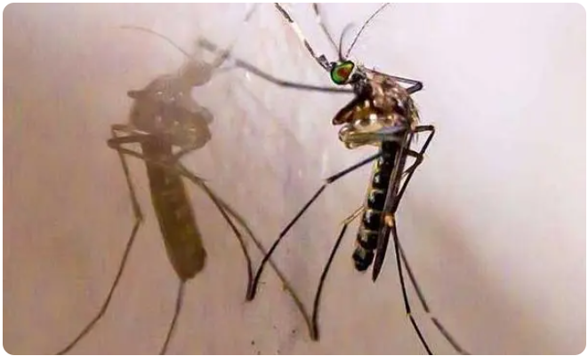 tại sao muỗi thích cắn trẻ nhỏ